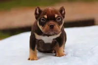 Chocolate Tri Male, a male American Bully for sale in Orangeburg, SC – 1 of 10