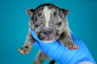 Black Merle Female, a female American Bully for sale in Orangeburg, SC – Photo 4 of 4