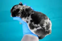 Black Merle Female, a female American Bully for sale in Orangeburg, SC – Photo 3 of 4