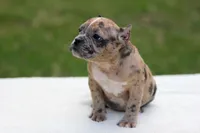 Black Merle Female, a female American Bully for sale in Orangeburg, SC – Photo 4 of 5