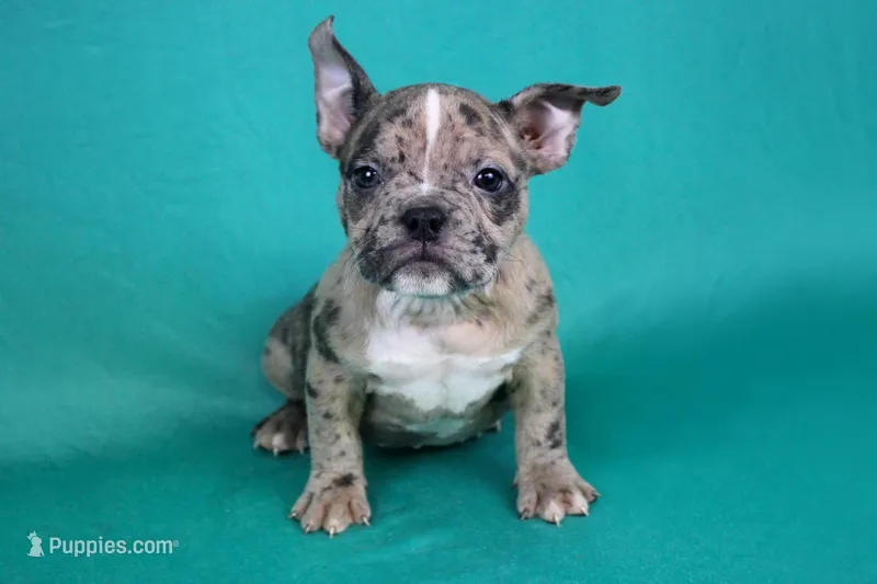 Black Merle Female – American Bully puppy for sale in Orangeburg, SC