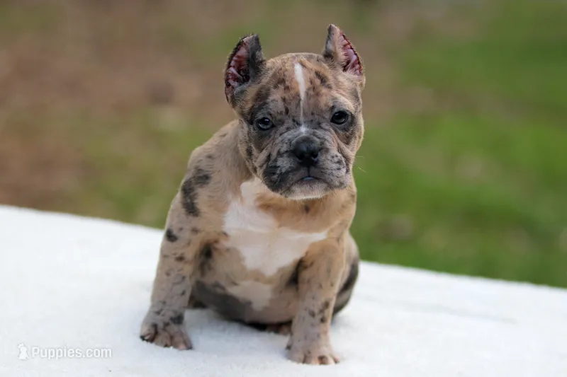 Black Merle Female – American Bully puppy for sale in Orangeburg, SC