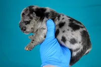 Black Merle Female, a female American Bully for sale in Orangeburg, SC – Photo 1 of 4