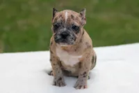 Black Merle Female, a female American Bully for sale in Orangeburg, SC – Photo 3 of 5