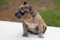 Black Merle Female, a female American Bully for sale in Orangeburg, SC – Photo 2 of 5