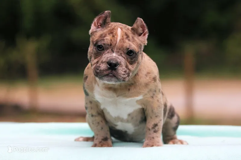 Black Merle Female – American Bully puppy for sale in Orangeburg, SC