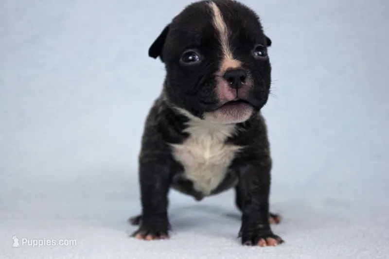 Black Male – American Bully puppy for sale in Orangeburg, SC