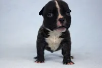 Black Male, a male American Bully for sale in Orangeburg, SC – 1 of 5
