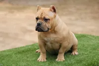 Fawn Female, a female American Bully for sale in Orangeburg, SC – 7 of 7