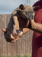 Fawn Male, a male American Bully for sale in Orangeburg, SC – 2 of 3