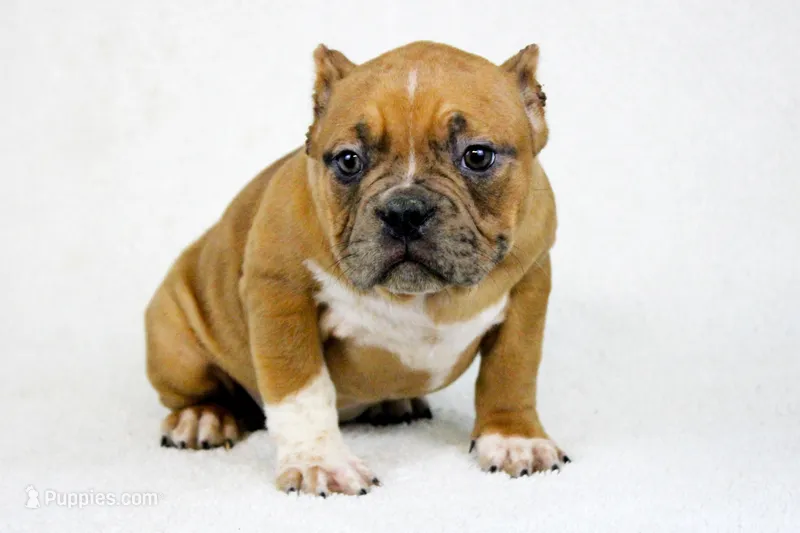 Black Fawn Merle Female