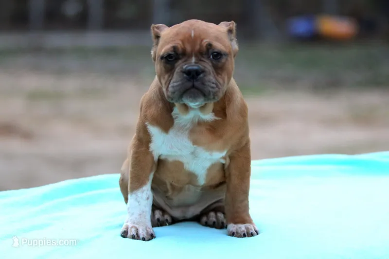 Black Fawn Merle Female – American Bully puppy for sale in Orangeburg, SC