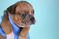 Black Fawn Merle Female, a female American Bully for sale in Orangeburg, SC – Photo 2 of 4