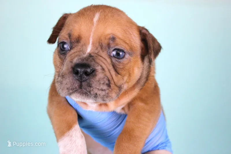 Black Fawn Merle Female