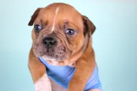 Black Fawn Merle Female, a female American Bully for sale in Orangeburg, SC – Photo 1 of 4