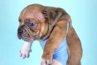 Black Fawn Merle Female, a female American Bully for sale in Orangeburg, SC – Photo 4 of 4