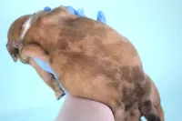 Black Fawn Merle Female, a female American Bully for sale in Orangeburg, SC – Photo 3 of 4