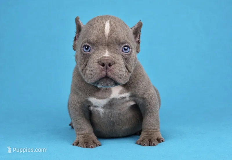 Lilac Male – American Bully puppy for sale in Orangeburg, SC