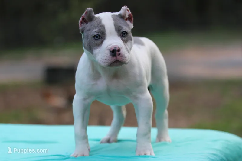 Piebald Blue Merle Female – American Bully puppy for sale in Orangeburg, SC