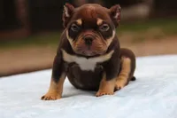 Chocolate Tri Male, a male American Bully for sale in Orangeburg, SC – 3 of 10
