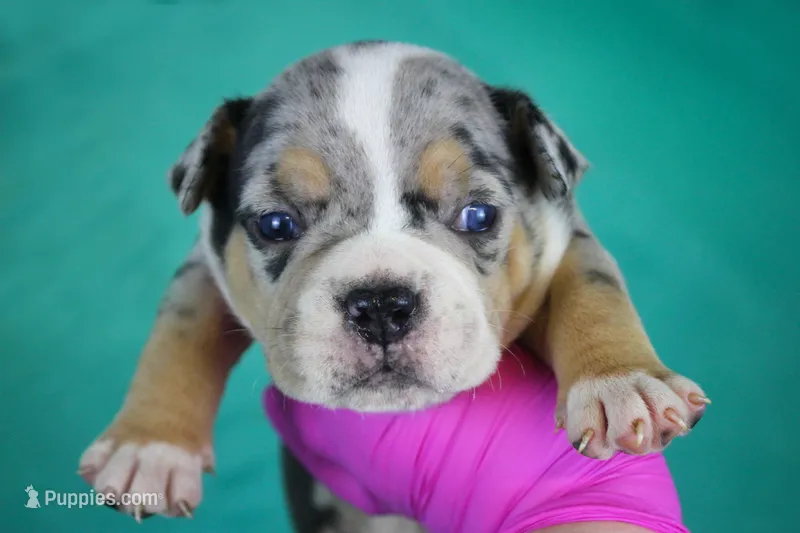 Black Tri Merle Male – American Bully puppy for sale in Orangeburg, SC