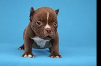Chocolate Male , a male American Bully for sale in Orangeburg, SC – 4 of 5