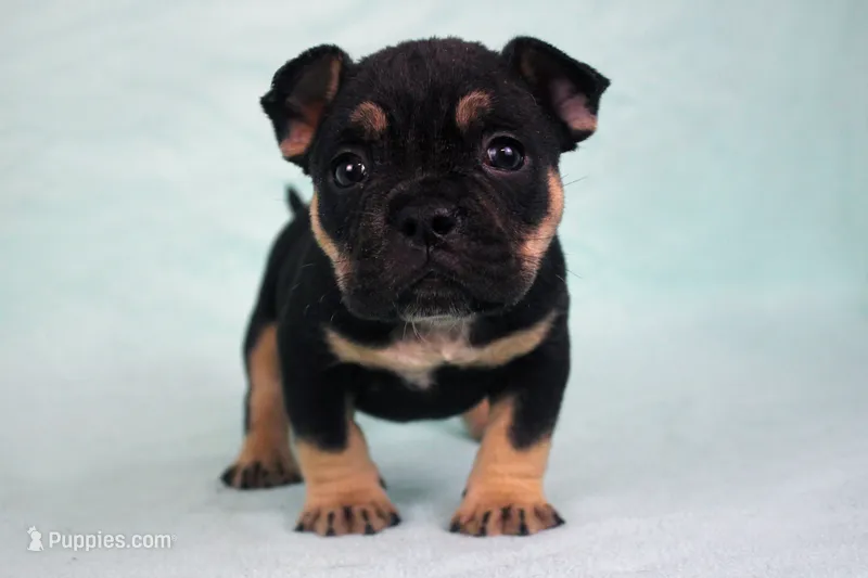 Black Tri Female – American Bully puppy for sale in Orangeburg, SC