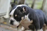 Black Tri Male, a male American Bully for sale in Orangeburg, SC – 6 of 7