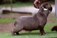 Chocolate Male, a male American Bully for sale in Orangeburg, SC – 5 of 5