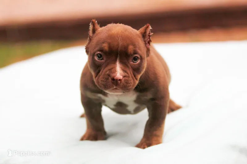 Chocolate Trindle Female – American Bully puppy for sale in Orangeburg, SC