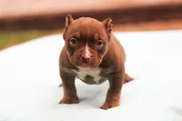Chocolate Trindle Female, a female American Bully for sale in Orangeburg, SC – 1 of 10