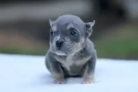 Blue Tri, a female American Bully for sale in Orangeburg, SC – 2 of 4