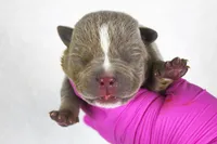 Lilac Male, a male American Bully for sale in Orangeburg, SC – 2 of 3
