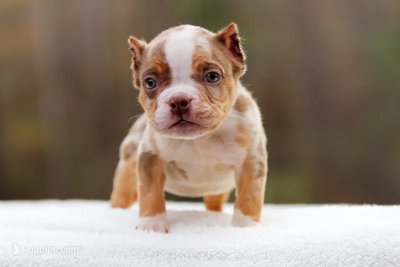 Chocolate Tri Merle Male – American Bully puppy for sale in Orangeburg, SC