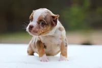 Chocolate Tri Merle Male, a male American Bully for sale in Orangeburg, SC – Photo 2 of 4