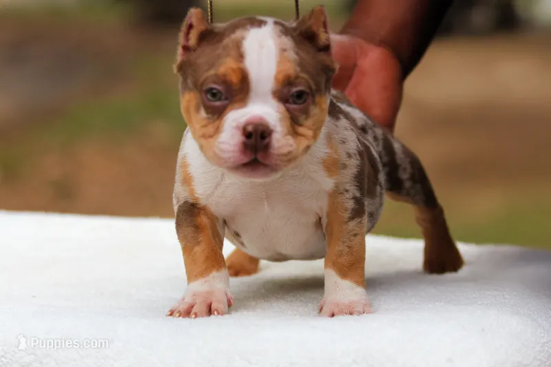 Chocolate Tri Merle Male – American Bully puppy for sale in Orangeburg, SC