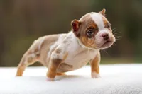 Chocolate Tri Merle Male, a male American Bully for sale in Orangeburg, SC – Photo 4 of 4