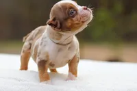 Chocolate Tri Merle Male, a male American Bully for sale in Orangeburg, SC – Photo 3 of 4