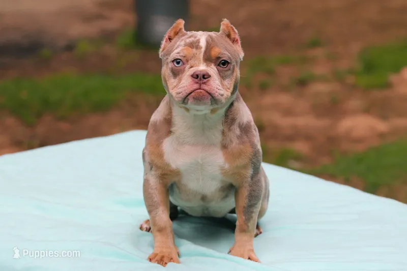 Lilac Tri Merle Female – American Bully puppy for sale in Orangeburg, SC
