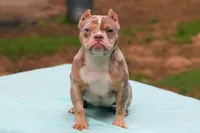 Lilac Tri Merle Female, a female American Bully for sale in Orangeburg, SC – 1 of 6