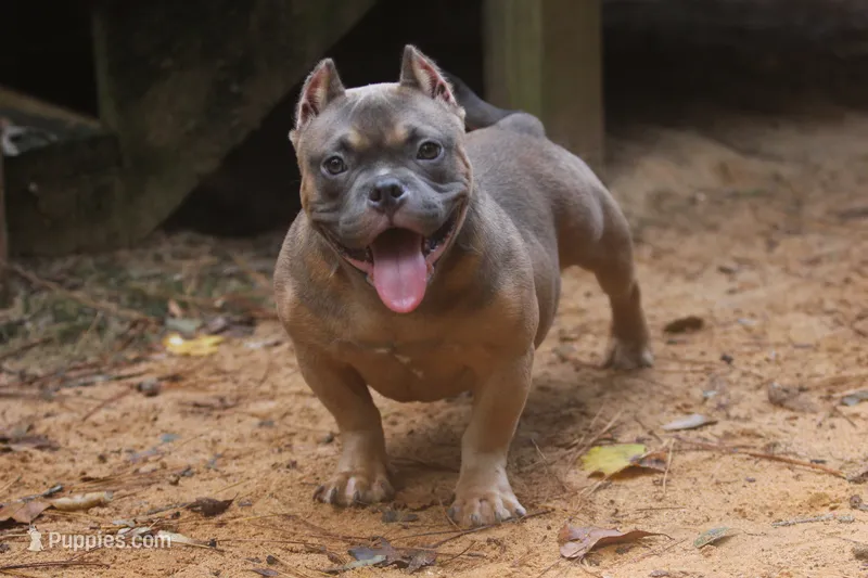Fawn Male – American Bully puppy for sale in Orangeburg, SC