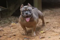 Fawn Male, a male American Bully for sale in Orangeburg, SC – 1 of 5