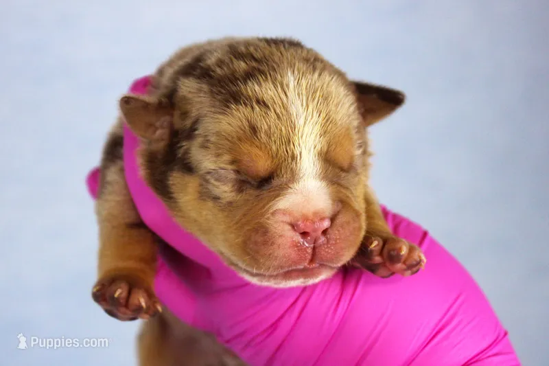 Chocolate Tri Merle Male – American Bully puppy for sale in Orangeburg, SC