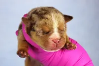 Chocolate Tri Merle Male, a male American Bully for sale in Orangeburg, SC – 1 of 5
