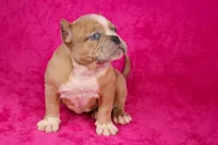 Fawn Merle Female, a female American Bully for sale in Orangeburg, SC – Photo 3 of 6