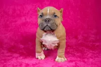 Fawn Female (white foot), a female American Bully for sale in Orangeburg, SC – Photo 2 of 6