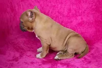 Fawn Female (white foot), a female American Bully for sale in Orangeburg, SC – Photo 6 of 6