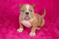 Fawn Merle Female, a female American Bully for sale in Orangeburg, SC – Photo 6 of 6