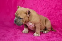 Fawn Female (white foot), a female American Bully for sale in Orangeburg, SC – Photo 4 of 6