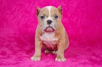 Fawn Merle Female 2, a female American Bully for sale in Orangeburg, SC – Photo 4 of 5
